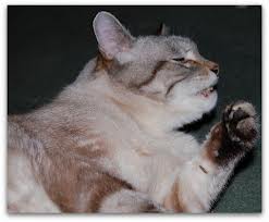 Cat symptoms