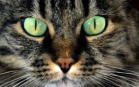 Cat eye hygiene