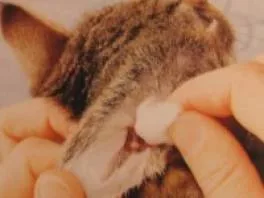 Cat ear hygiene