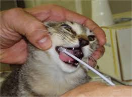 Cat teeth hygiene