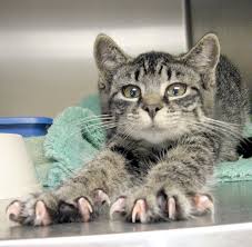 the nails: the most lethal weapon of the cat