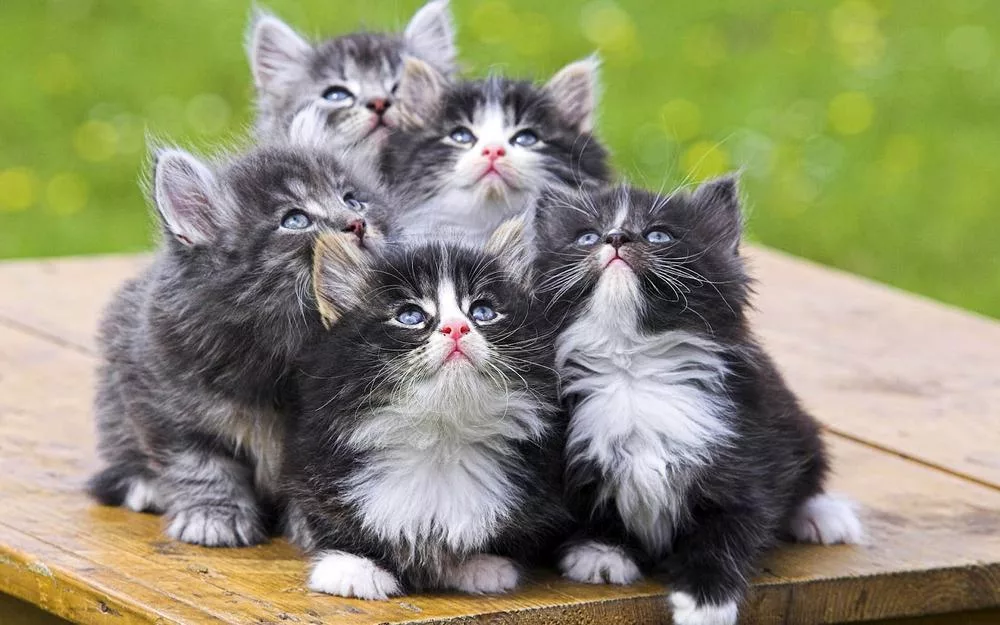 group of kittens