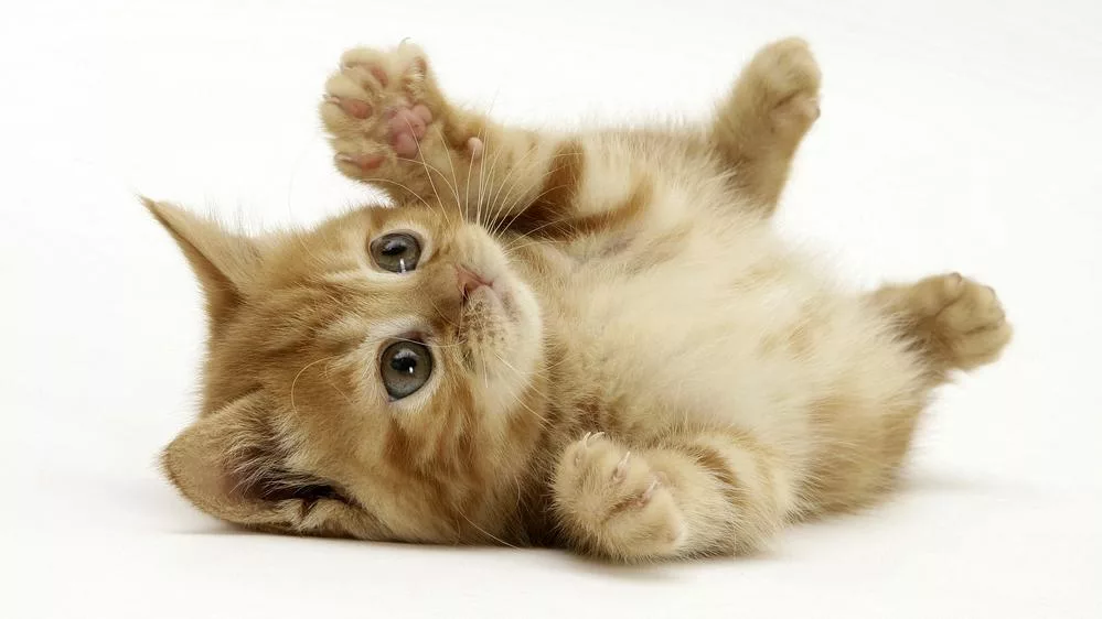 Kittens photos