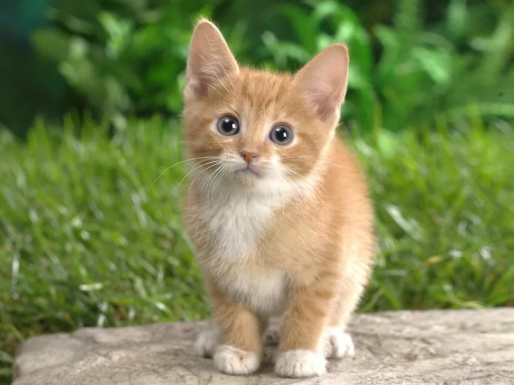 kitten curious