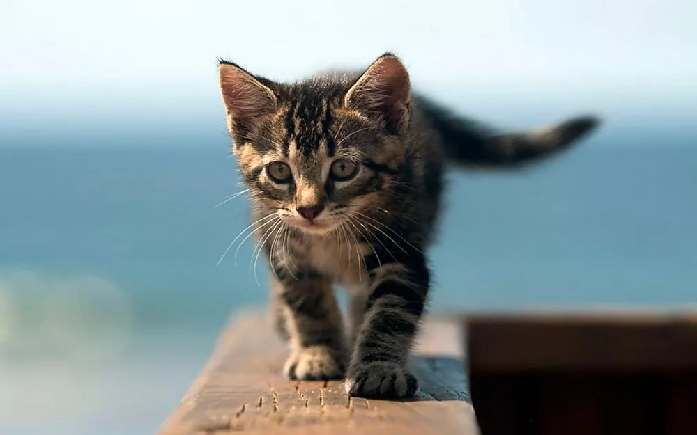 tiger kitten