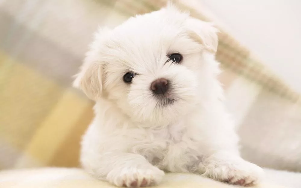 cuccioli bassotto