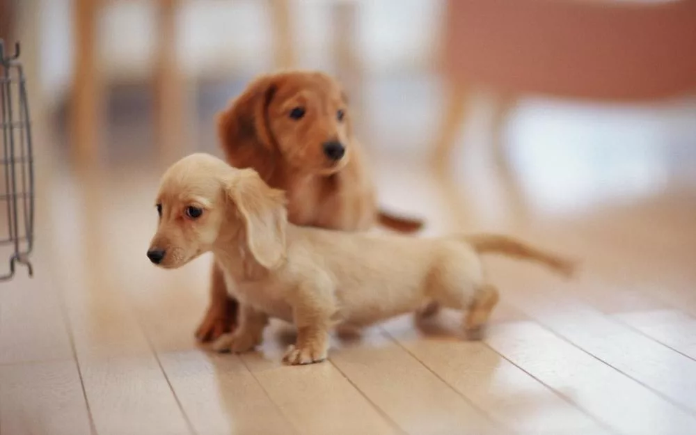 cagnolino bianco