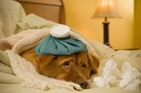 Senior dog care