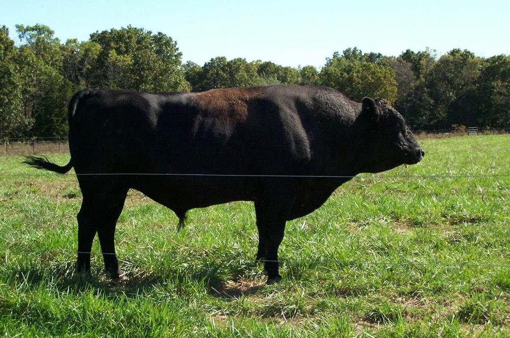 Kobe beef