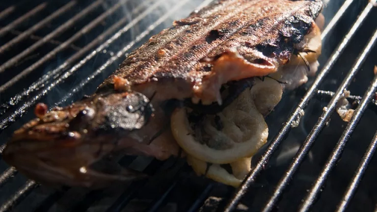 Grilled trout
