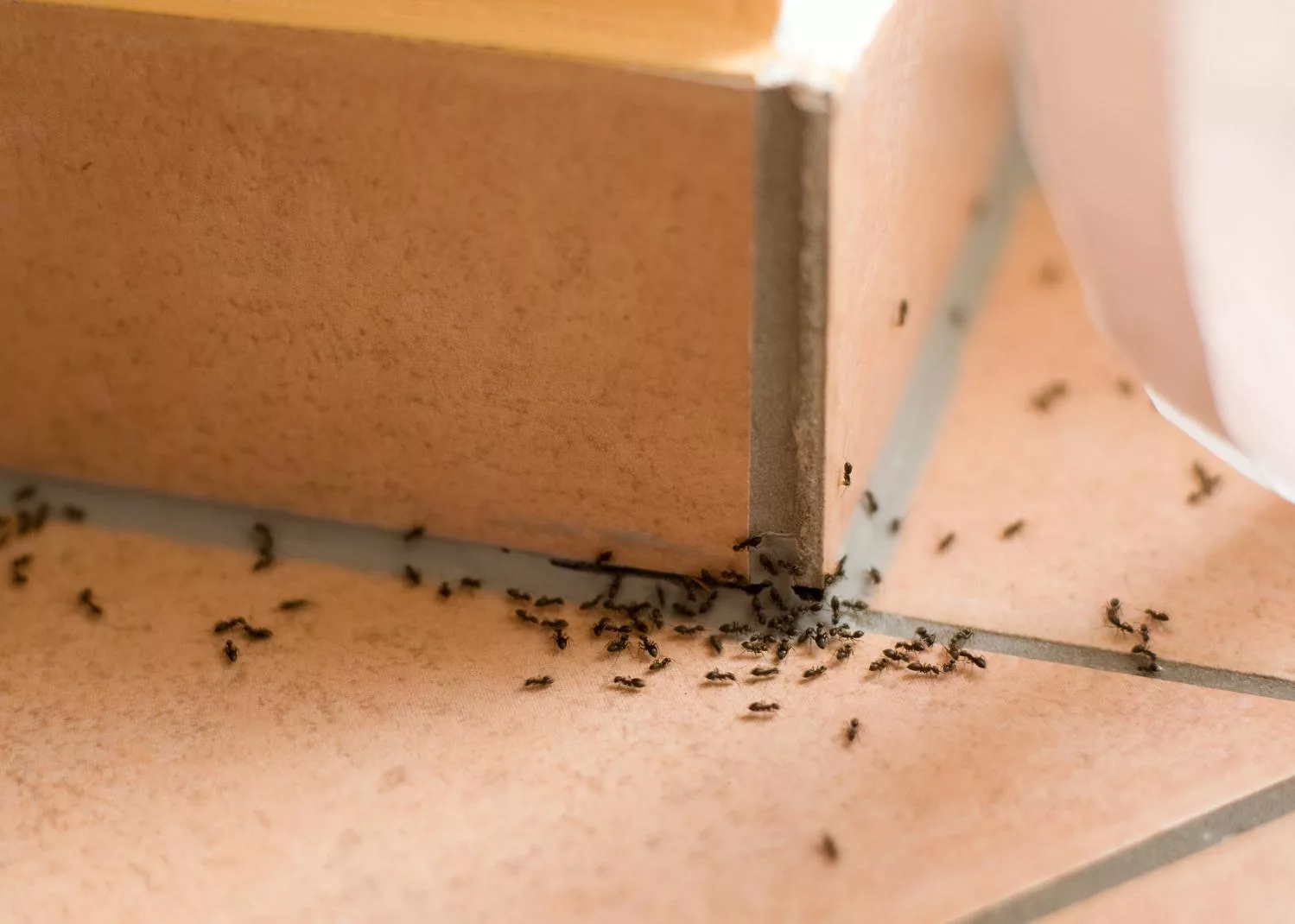 How to eradicate ants