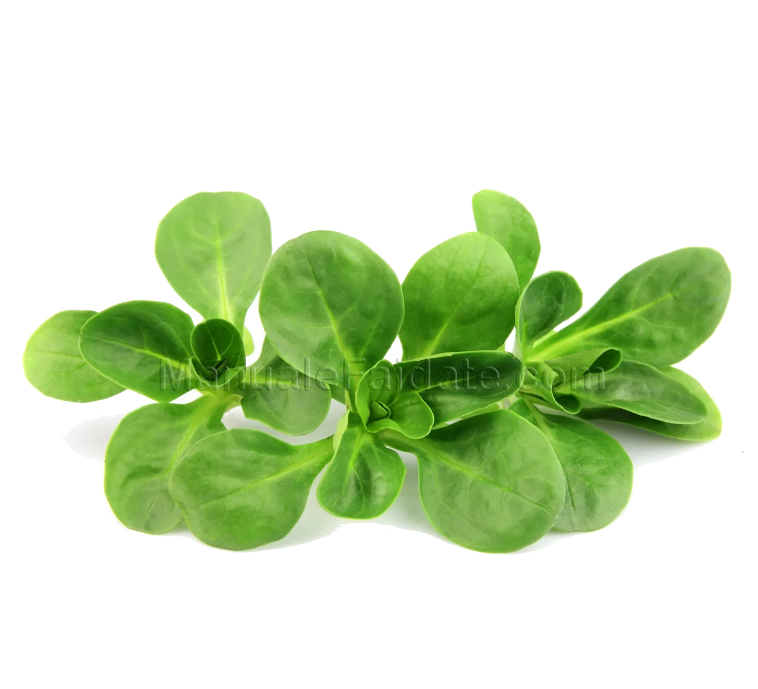 February fruit and vegetables in season