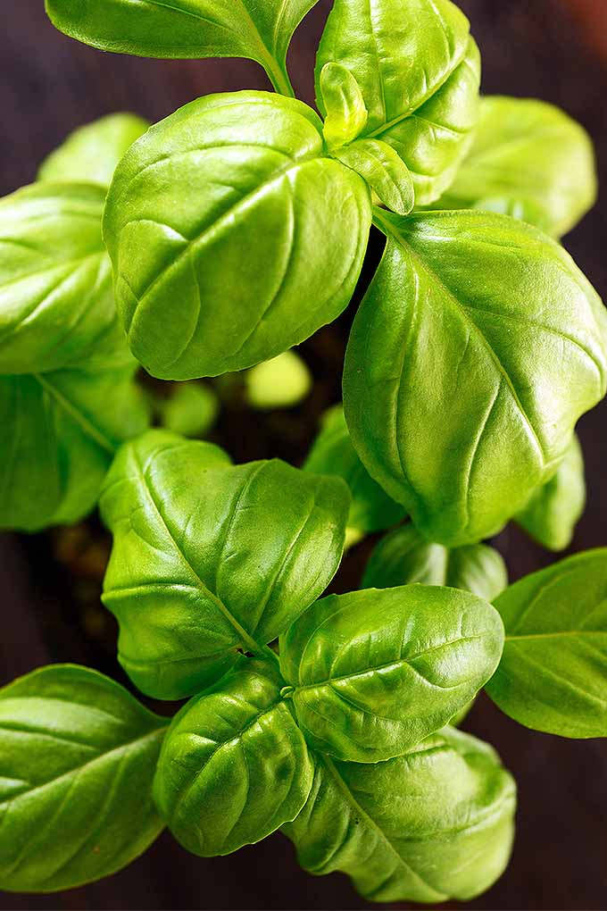The basil