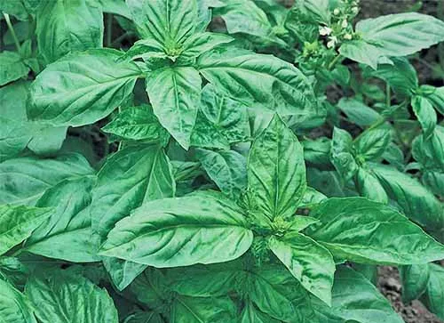 Genoese basil