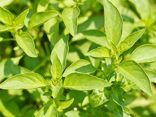 basil lemon