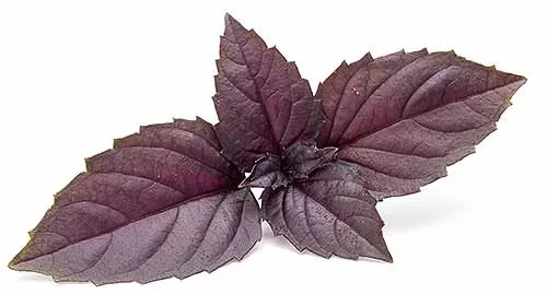 red basil