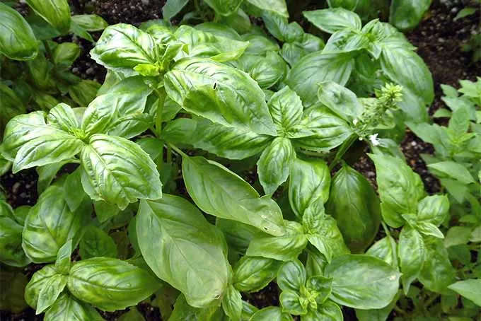 basil sowing