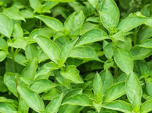 thai basil