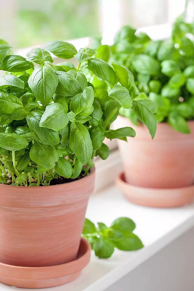 basil vase
