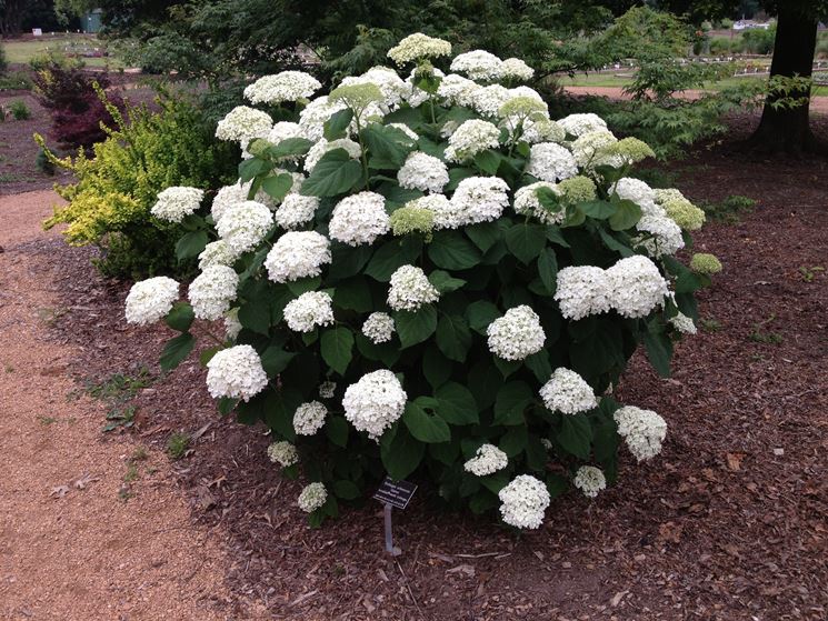 Hydrangea varieties