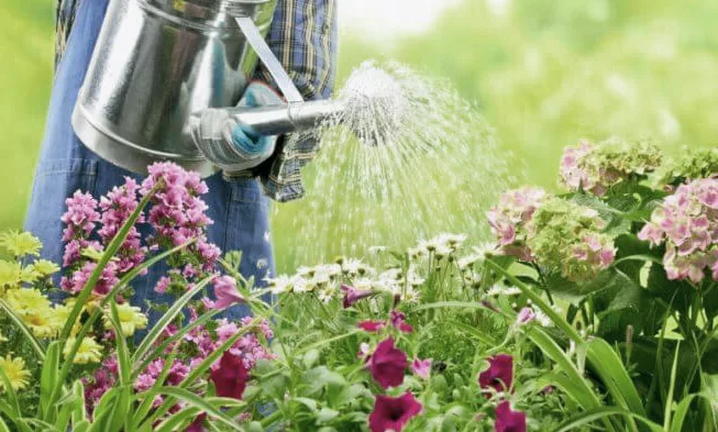 Hydrangeas watering and exposure