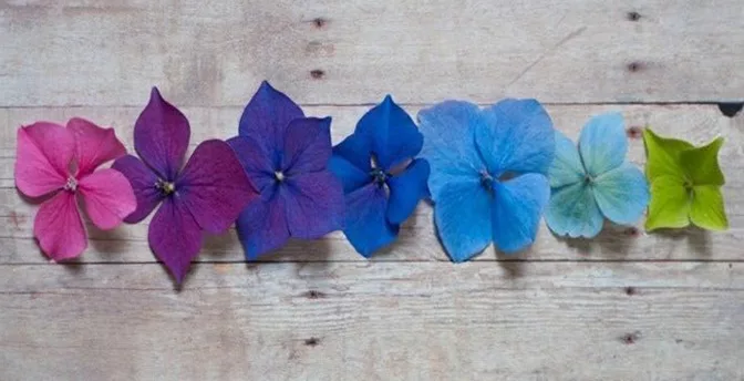 Hydrangea soil
