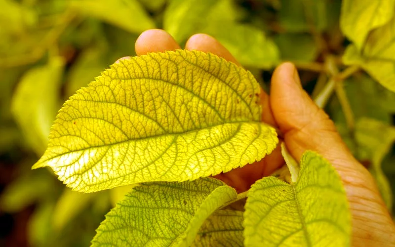 Hydrangea leaf chlorosis