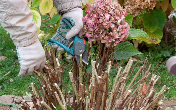 Pruning hydrangeas