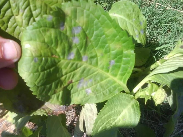 Hydrangea diseases